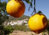 Comprar naranjas valencianas y deliciosas